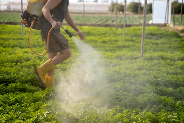 Best Mosquito Control Services  in Piney Point Village, TX