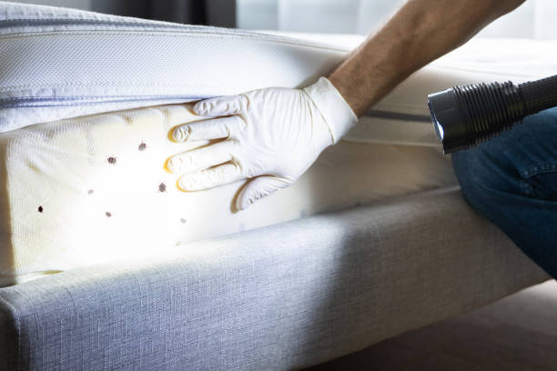 Professional Pest Control in Piney Point Village, TX