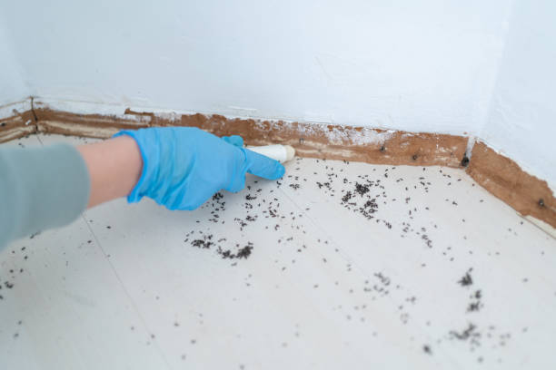 Best Bed Bug Extermination  in Piney Point Village, TX